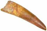 Fossil Spinosaurus Tooth - Composite Tip #365624-1